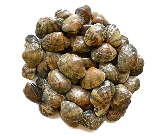 Boiled Clam from Sunrise Food Trading