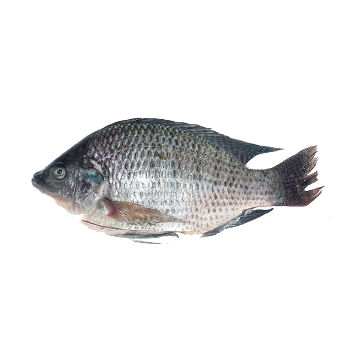Whole Tilapia GS from Sunrise Food Trading