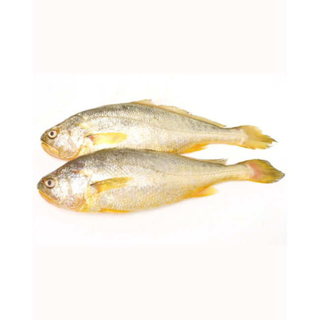 Yellow Croaker from Sunrise Food Trading